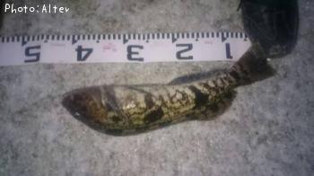 �����ʥ�