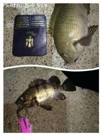 ¥á¥Ð¥ë¡¢¥á¥¸¥Ê