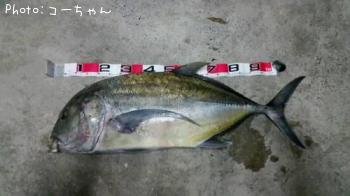 �����˥󥢥�