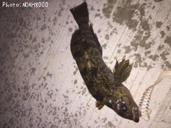 �����ʥ�