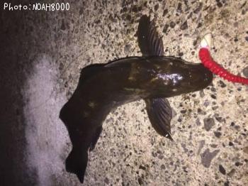 �����ʥ�