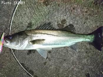 �����Х�