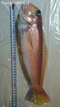 ���ޥ���