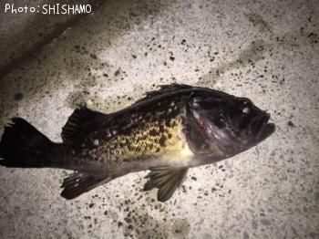 クロソイ