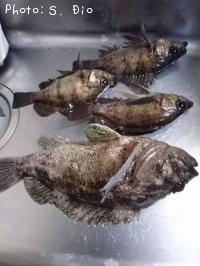 ��Х롢��饽��