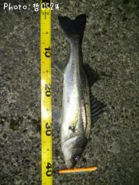 �����Х�