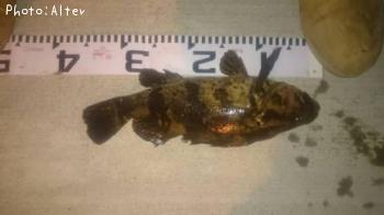 �٥å�������