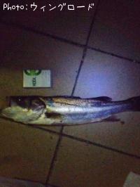 �����Х�