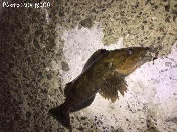 �����ʥ�