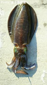 �����ꥤ��