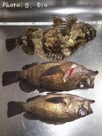 ¥á¥Ð¥ë¡¢¥à¥é¥½¥¤