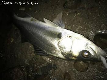 シーバス