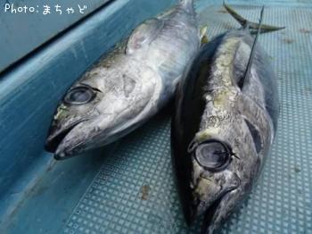 �ߡ����ӡڥ�Х��ޥ�����