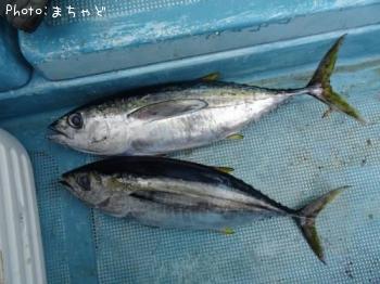 �ߡ����ӡڥ�Х��ޥ�����