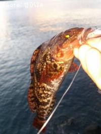 �����ʥ�