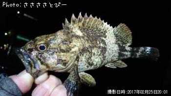 ソイ