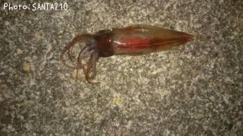 �ۥ��륤��