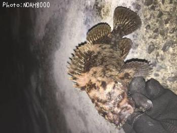 �٥å�������