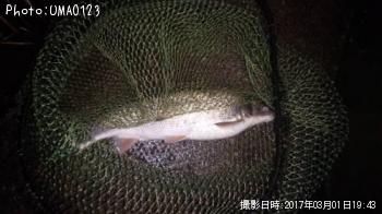 ¥Þ¥ë¥¿¥¦¥°¥¤