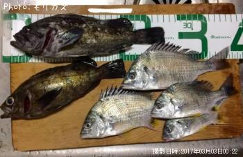 ������������Х롢���ӥ�ʤ�