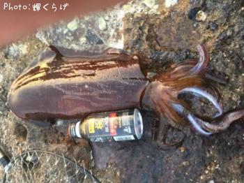 ¥¢¥ª¥ê¥¤¥«