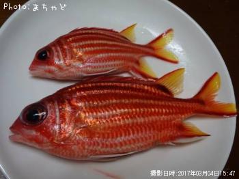 ¥¢¥«¥¤¥æ¡Ú¥¢¥ä¥á¥¨¥Ó¥¹¡Û