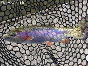 �쥤��ܡ��ȥ饦��