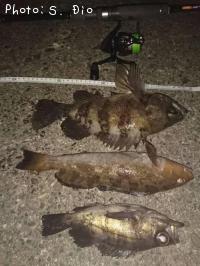 ��Х롢�����ʥ�