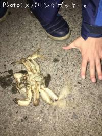 ¥È¥²¥¯¥ê¥¬¥Ë