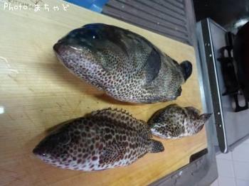 �����ߡ��Х��ڥ�����ϥ���