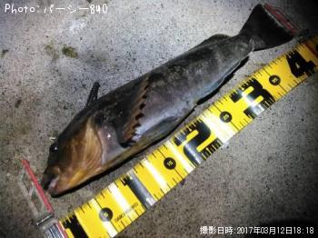 �����ʥ�