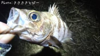 ��Х�