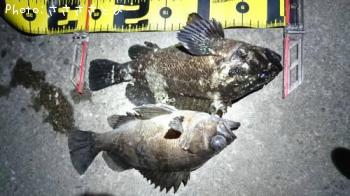 ��������Х�