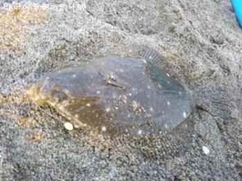 ¥¤¥·¥¬¥ì¥¤