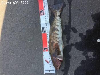 �����ʥ�