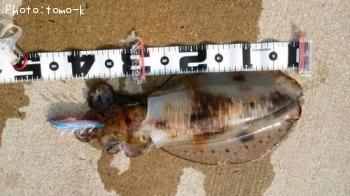 �����ꥤ��