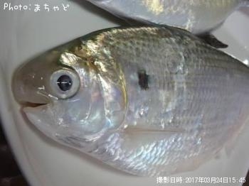��������ڥ�奦���奦�ɥ�������