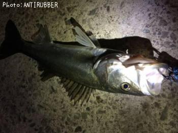 �����Х�