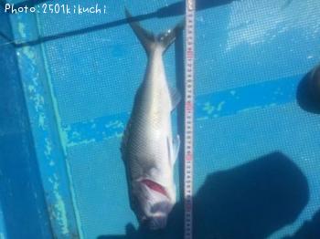 �������ӥ�