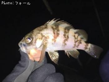 ¥á¥Ð¥ë