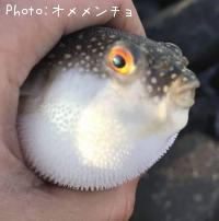 �����ե�