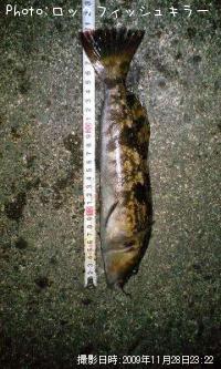 �����ʤ�