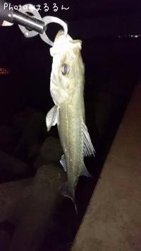 �����Х�