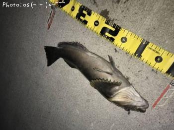 �����ʥ�