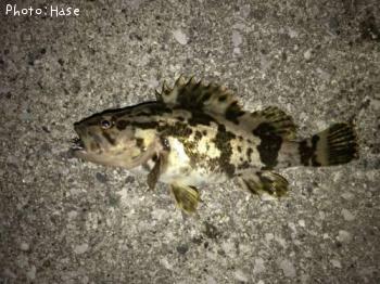 �����Υ���Х�