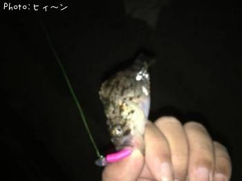 ¥Ù¥Ã¥³¥¦¥¾¥¤