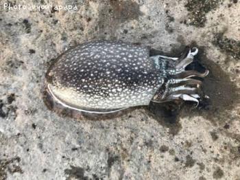 ����䥱����