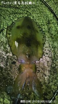 �����ꥤ��