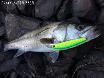 �����Х�