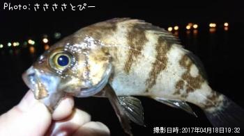 ¥á¥Ð¥ë¡õ¥½¥¤